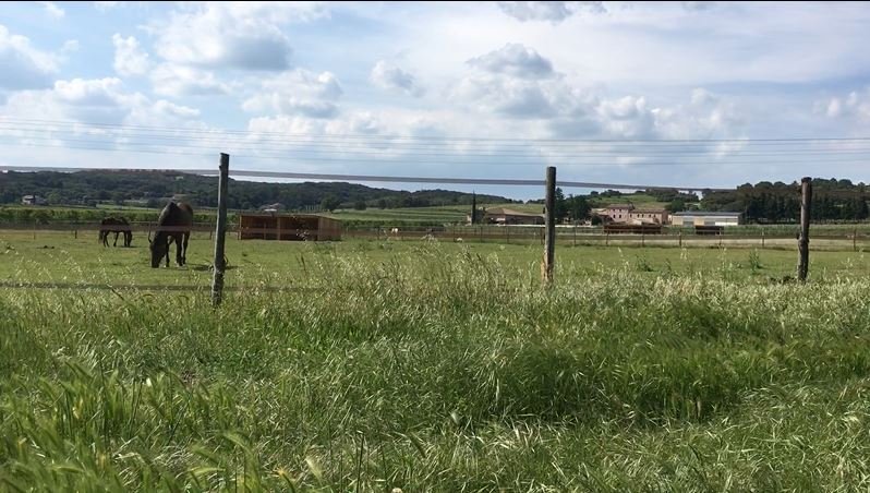 Écurie de la Mayane - photo 3