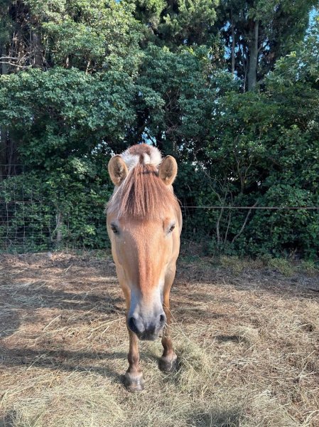 Centre équestre du clos d'Enfer - photo 2