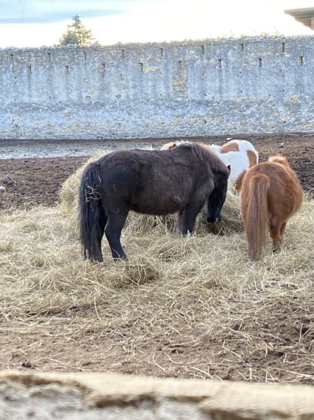 Centre équestre du clos d'Enfer - photo 3
