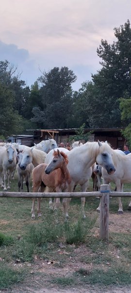 Écuries des Chardons - photo 3