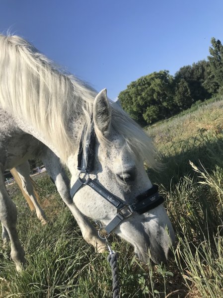 Domaine équestre de la Durance - photo 2
