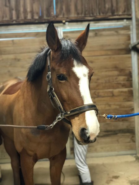 Domaine équestre de la Durance - photo 3