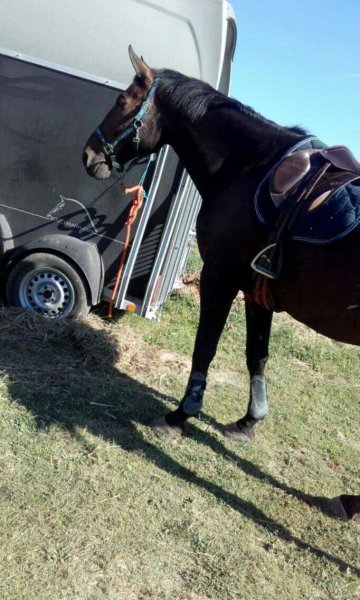 Le Haras et ferme du Tombadou - photo 2