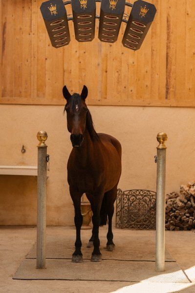 Écurie Dressage Mas Belvega