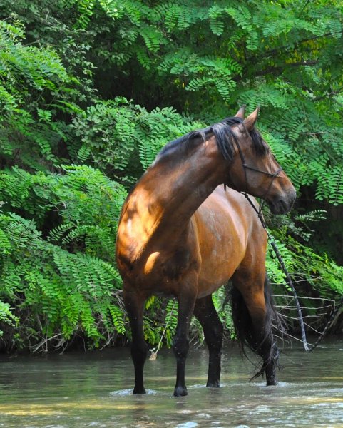 Écurie Dressage Mas Belvega - photo 2