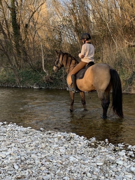 Écurie Dressage Mas Belvega - photo 3