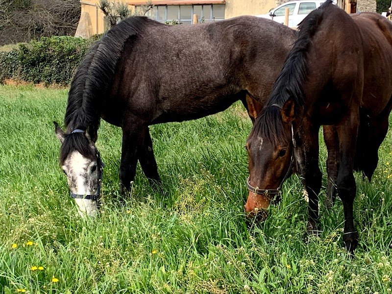 Écuries du raidillon