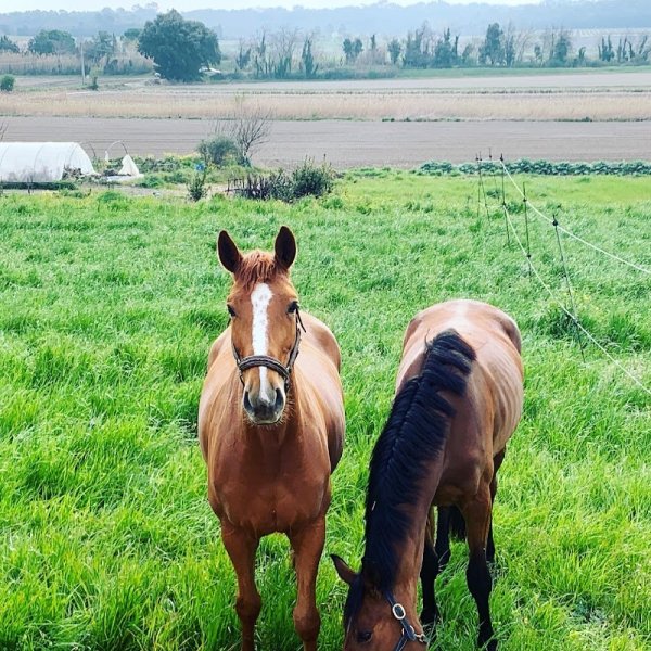 Écuries du raidillon - photo 2