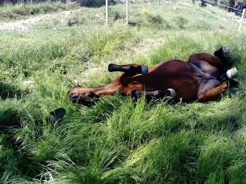 Écurie LAGDY - 26230 - photo 1