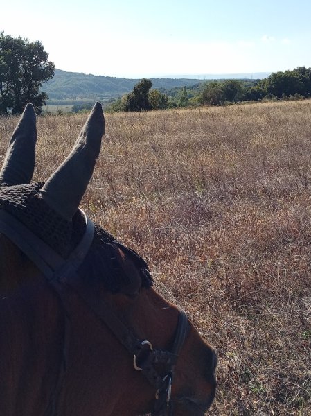 Écurie LAGDY - 26230 - photo 2