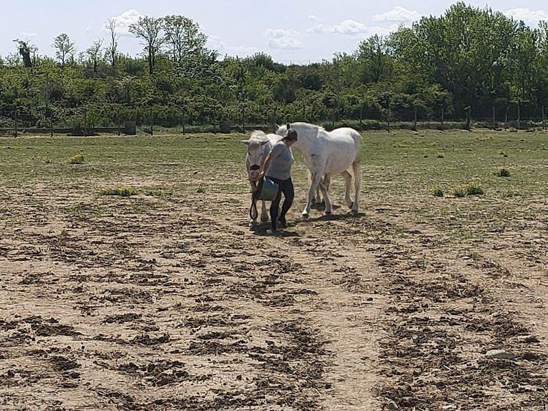 Écurie / élevage des Chenaux