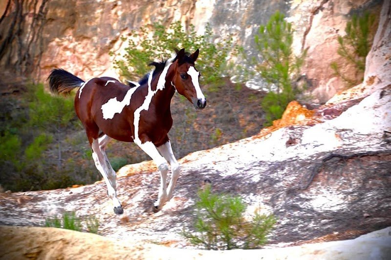 Les Chevaux des Madons - photo 2