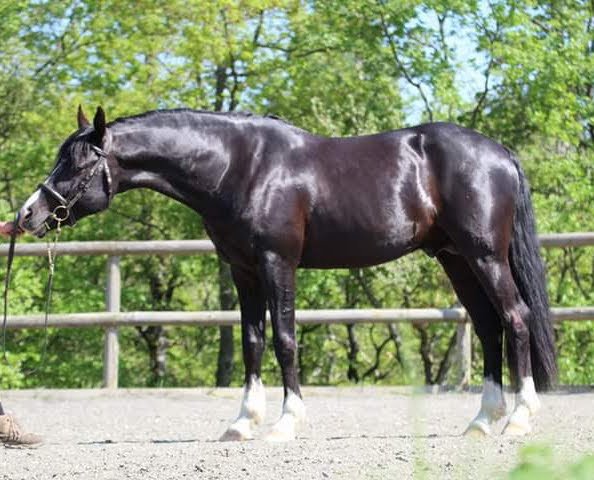 Elevage BEL'AIR, Poneys de Sport Céline GROCQ - photo 1