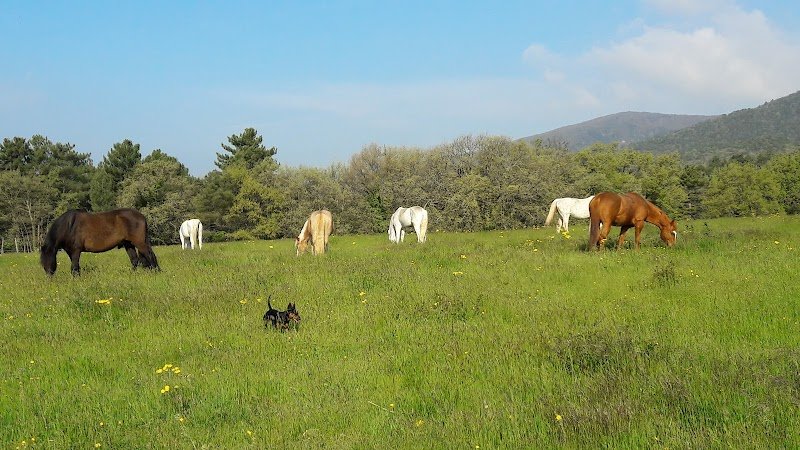 Elevage BEL'AIR, Poneys de Sport Céline GROCQ - photo 2