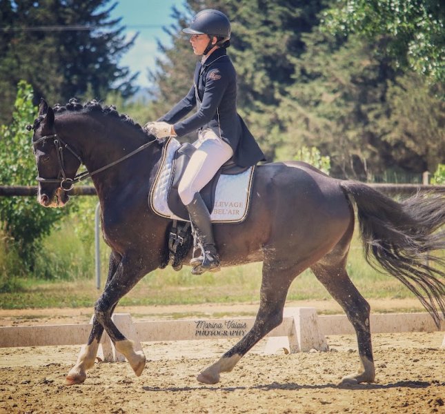 Elevage BEL'AIR, Poneys de Sport Céline GROCQ - photo 3