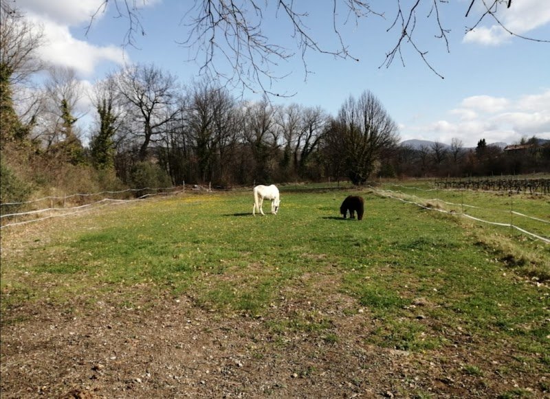 Aux prés des Naïs Pension chevaux - photo 1