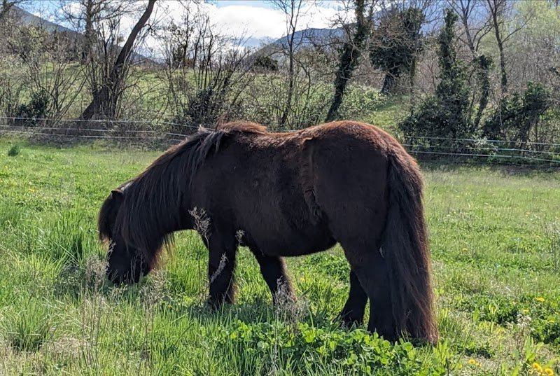 Aux prés des Naïs Pension chevaux - photo 2