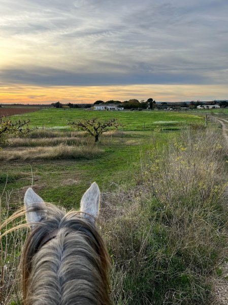 Pension pour chevaux à Milhaud prés de Nîmes | Les Écuries de Alegria - photo 2