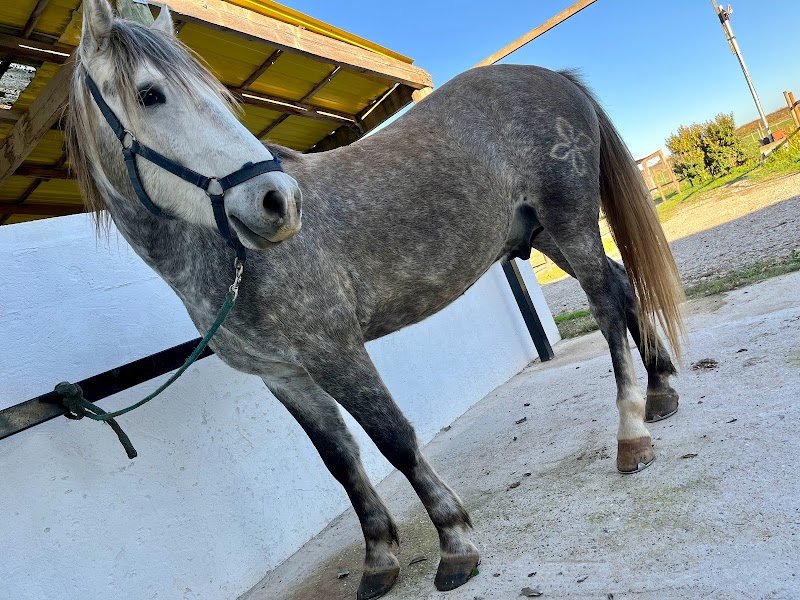 Pension pour chevaux à Milhaud prés de Nîmes | Les Écuries de Alegria - photo 3