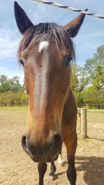 Ecurie des Royeres - photo 1