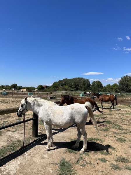 Centre équestre Equité'Fan Pertuis - photo 2