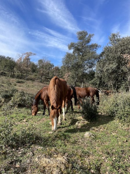 Ecurie du Marigny - photo 1