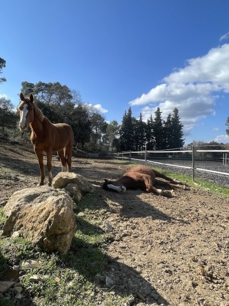Ecurie du Marigny - photo 2