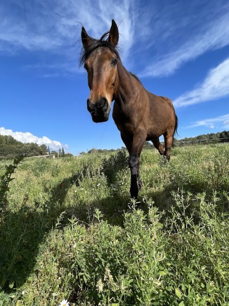 Ecurie du Marigny - photo 3