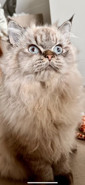 Pension féline / Élevage MangoBayCats. (UNIQUEMENT SUR RENDEZ-VOUS).