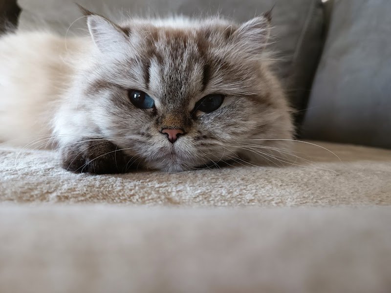 Pension féline / Élevage MangoBayCats. (UNIQUEMENT SUR RENDEZ-VOUS). - photo 2