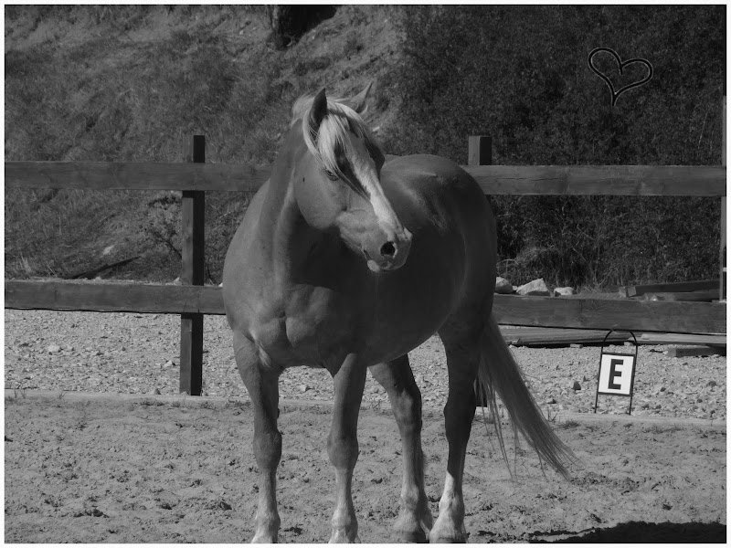 Les Écuries du Lou blanc - photo 1