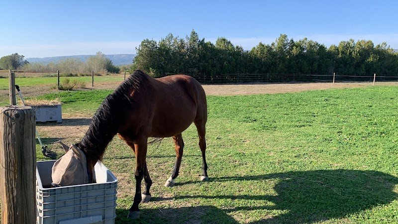 Joub’horse - photo 3