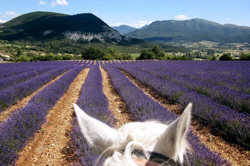 Le Sud à Cheval - Randos à cheval Provence Luberon Lauris