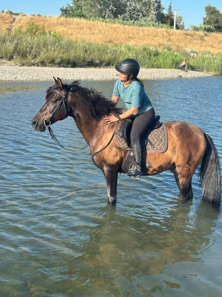 Les écuries de Sebo - Mini Poney club