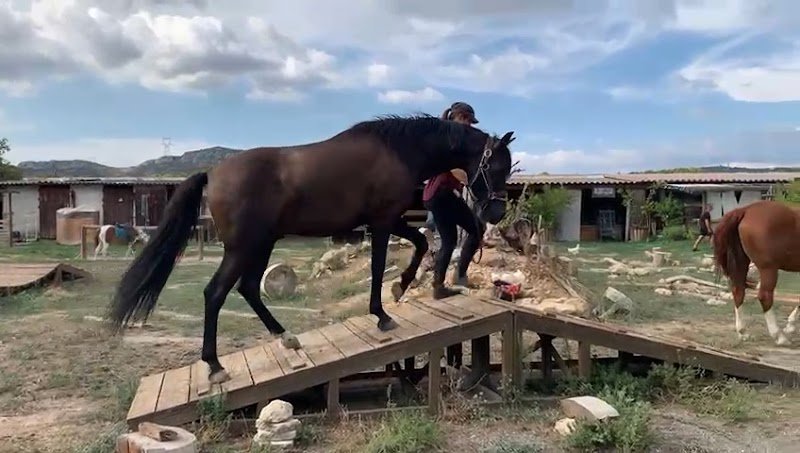 Les écuries de Sebo - Mini Poney club - photo 3