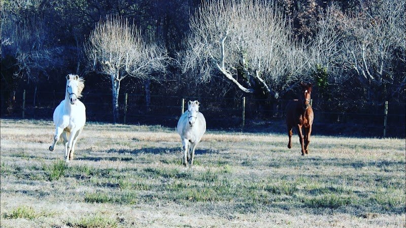 Écurie de la Thymeraie - photo 1