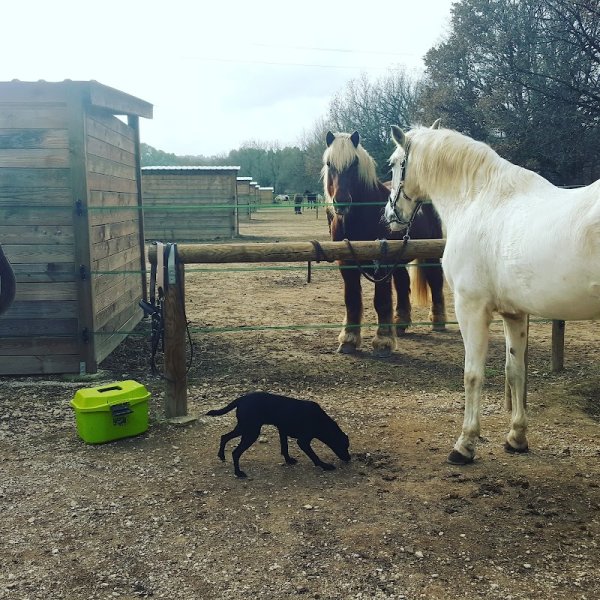 Écurie de la Thymeraie - photo 3