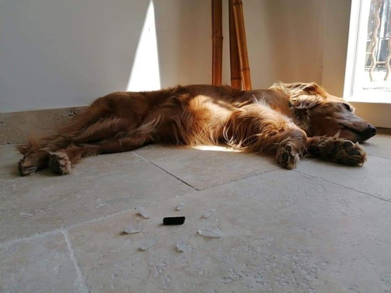 Écuries les Clés du Tao : Centre de Bien-Être pour Humains et Animaux - photo 2