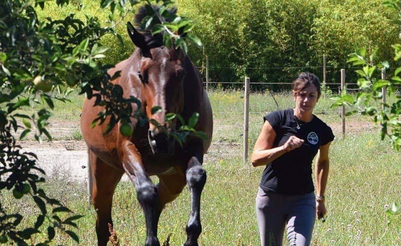 Écuries les Clés du Tao : Centre de Bien-Être pour Humains et Animaux - photo 3