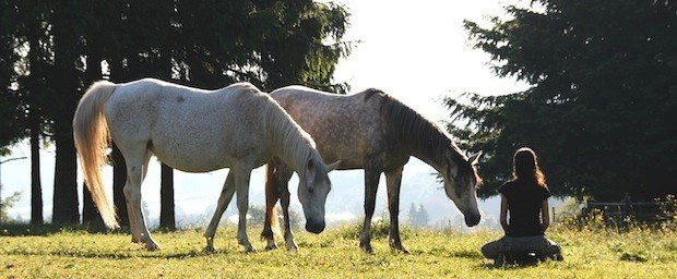 EQUIPARADISE - LE MURMURE DES CHEVAUX - photo 2