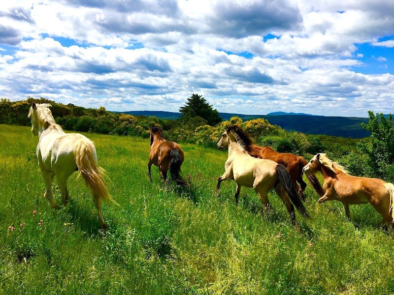 Terre a Cheval - photo 2