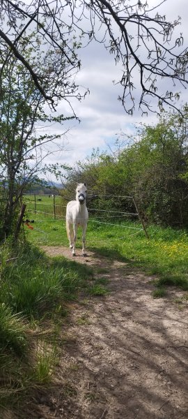 Aux Ecuries d'Aiguillon - photo 3