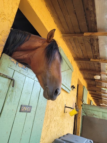 Centre Equestre Le Meneque - photo 1