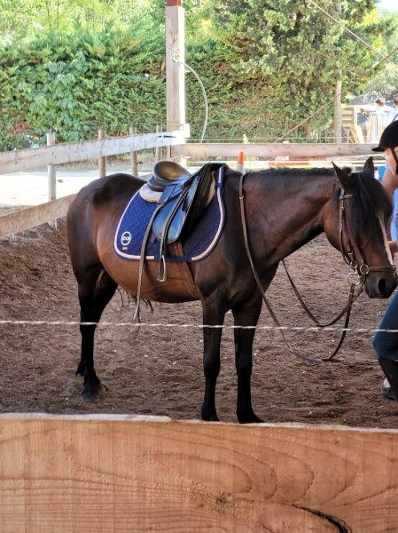 Centre Equestre Le Meneque - photo 2