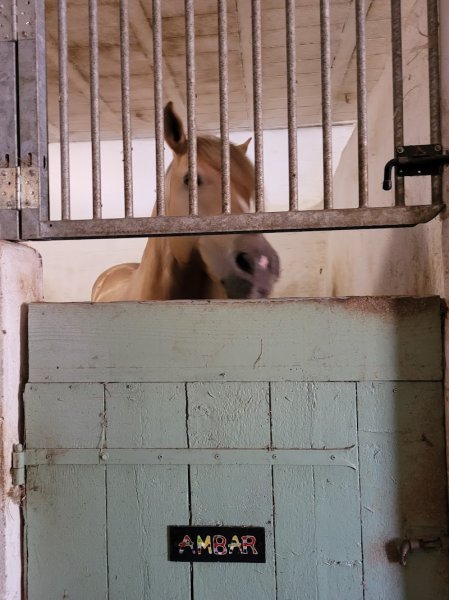 Centre Equestre Le Meneque - photo 3
