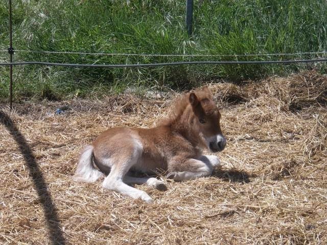 Ferme équestre de Joucas - photo 3