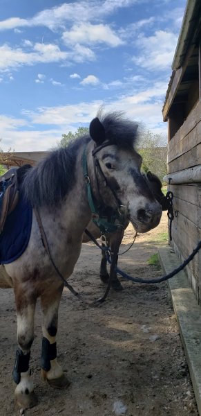 Les Ecuries de Patchanka - photo 2