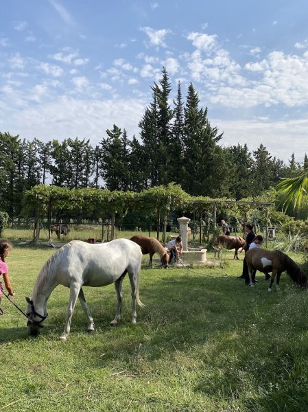 Les Poneys d'Oriole - photo 1
