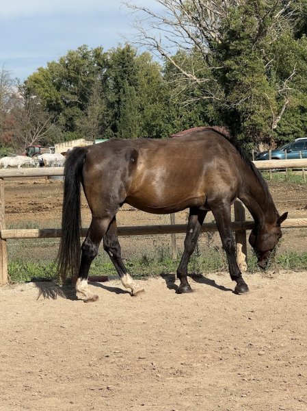 Les écuries de Triomphe - photo 1