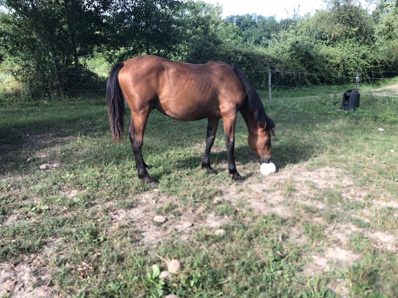 Écurie du Moulin - Pension cheval à Saint-Didier-Sur-Chalaronne